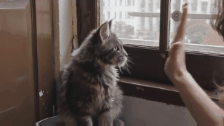 Maine Coon Cat Giving Fur-Parent Hi-5